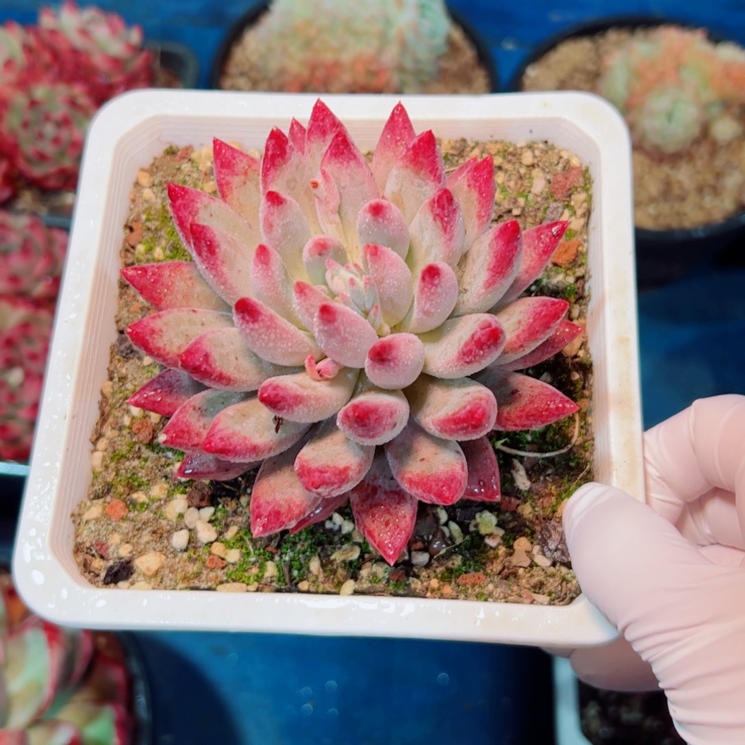 多肉植物多肉植物