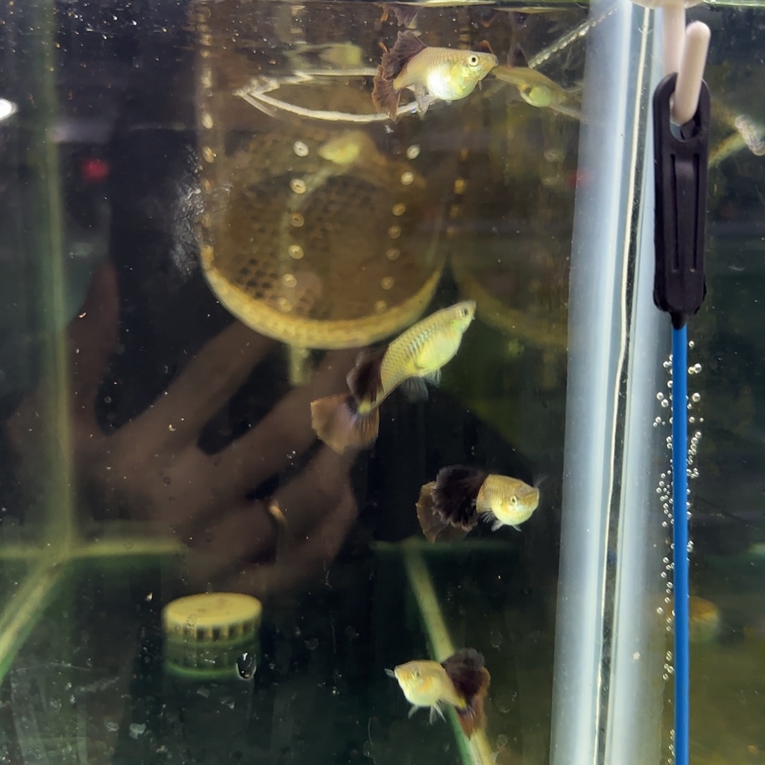 孔雀鱼桃木野红清港