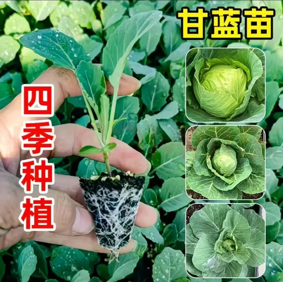 薄皮脆大头包心菜苗水果型蔬菜阳台耐寒秧苗四季种