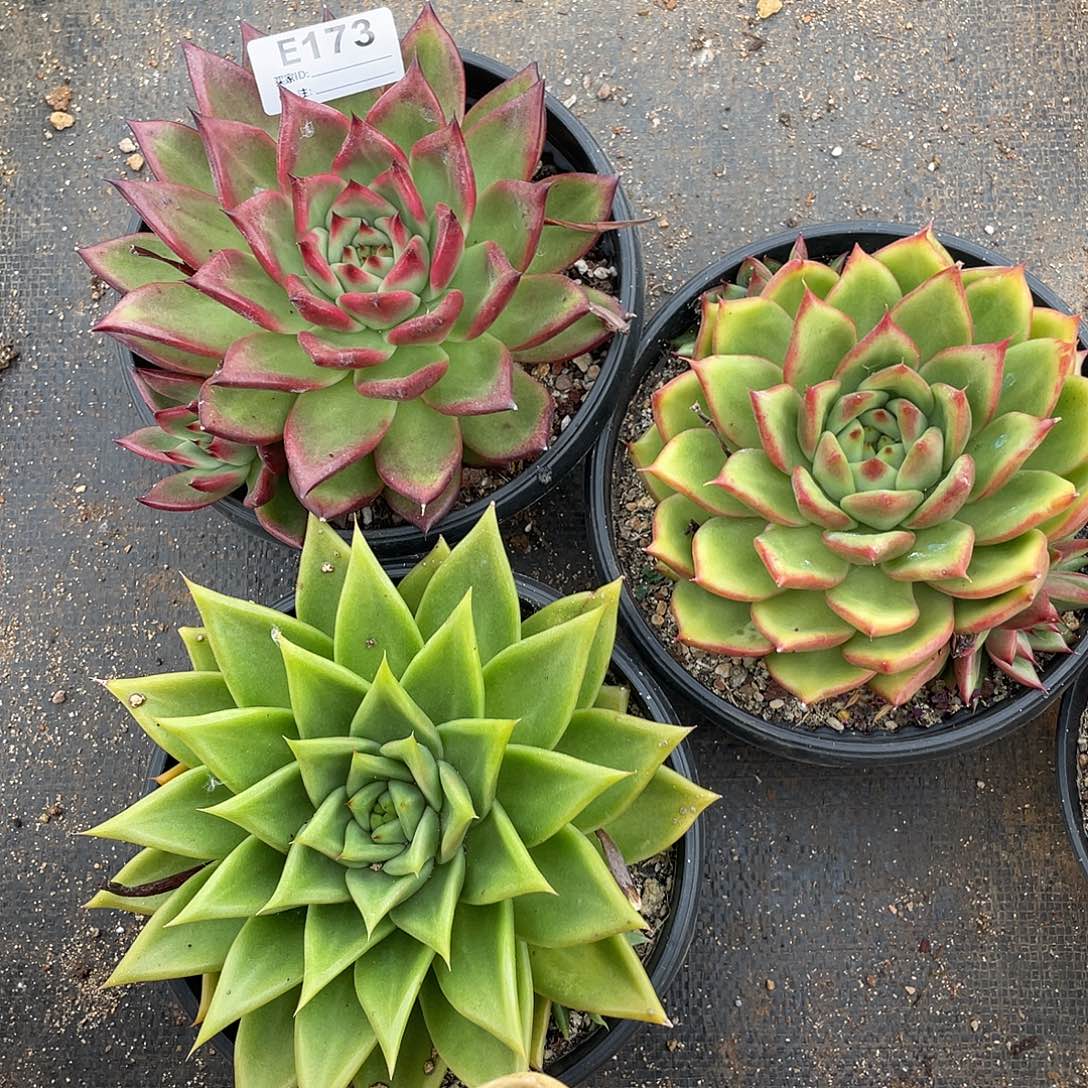 若如东云组拍E173