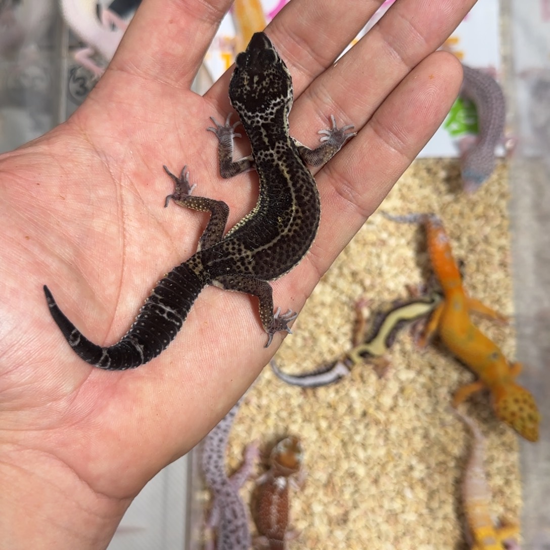 豹纹守宫黑夜弟弟