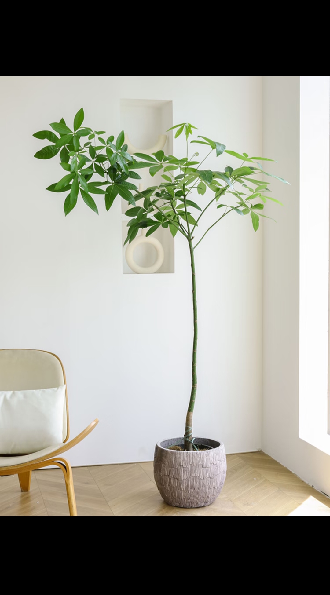 原生发财树阳台客厅庭院办公室耐阴喜阳好养绿植