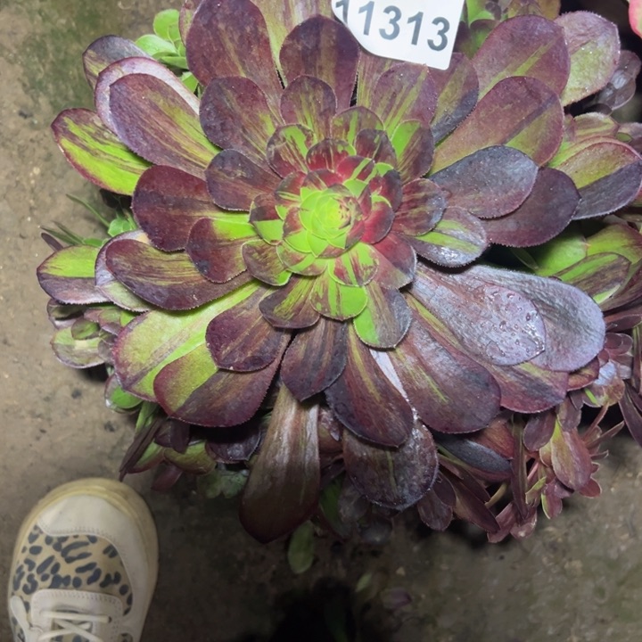 11313花月夜多肉植物