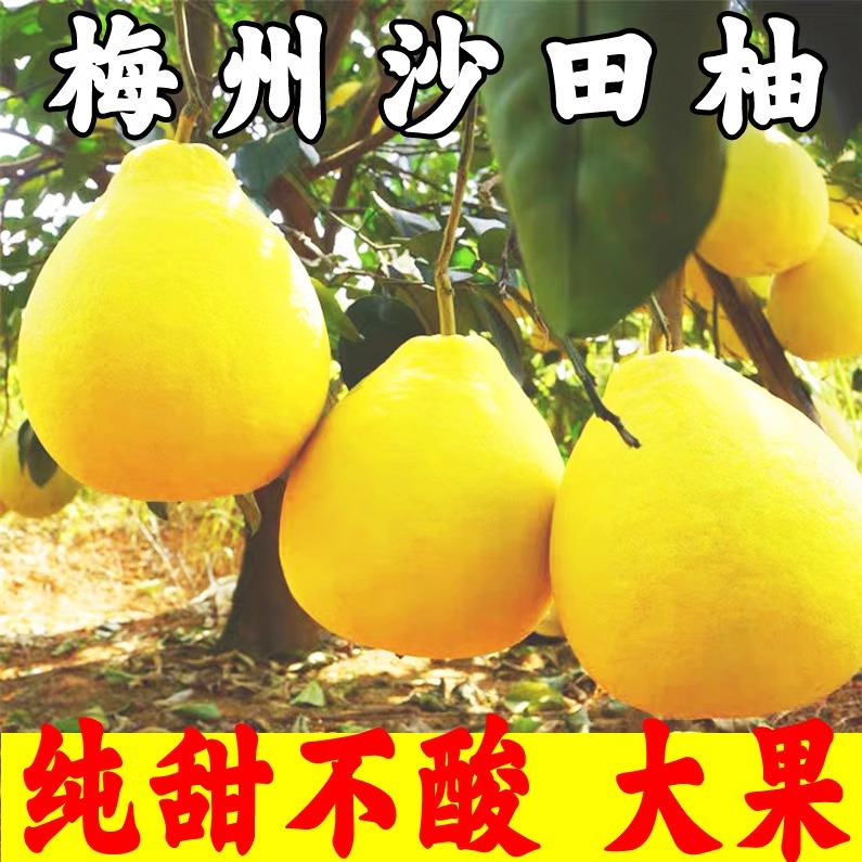 50斤装【纯甜】正宗梅州沙田柚梅县无酸金柚新鲜当季水果批发白心肉