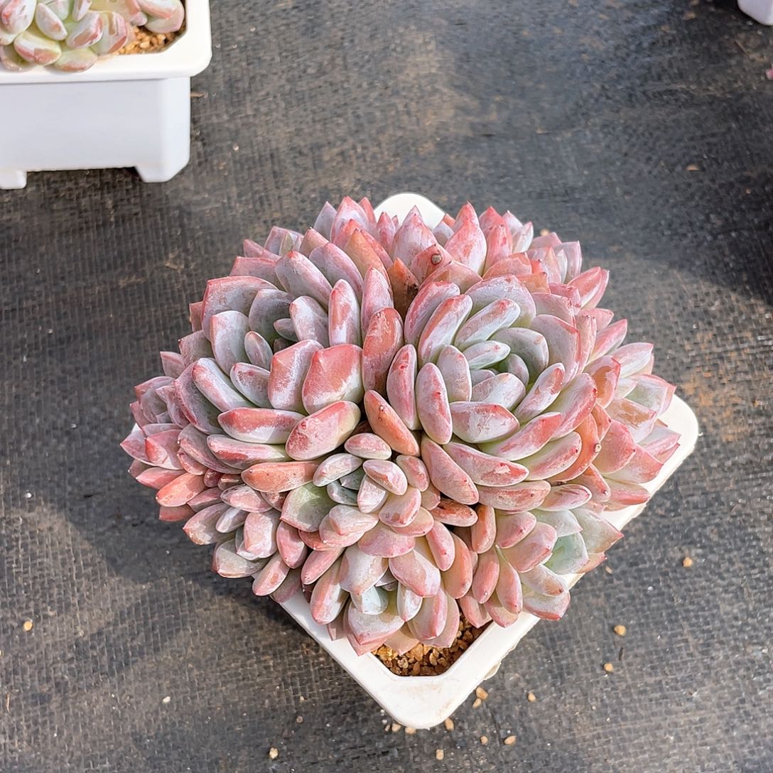 多肉植物多肉植物