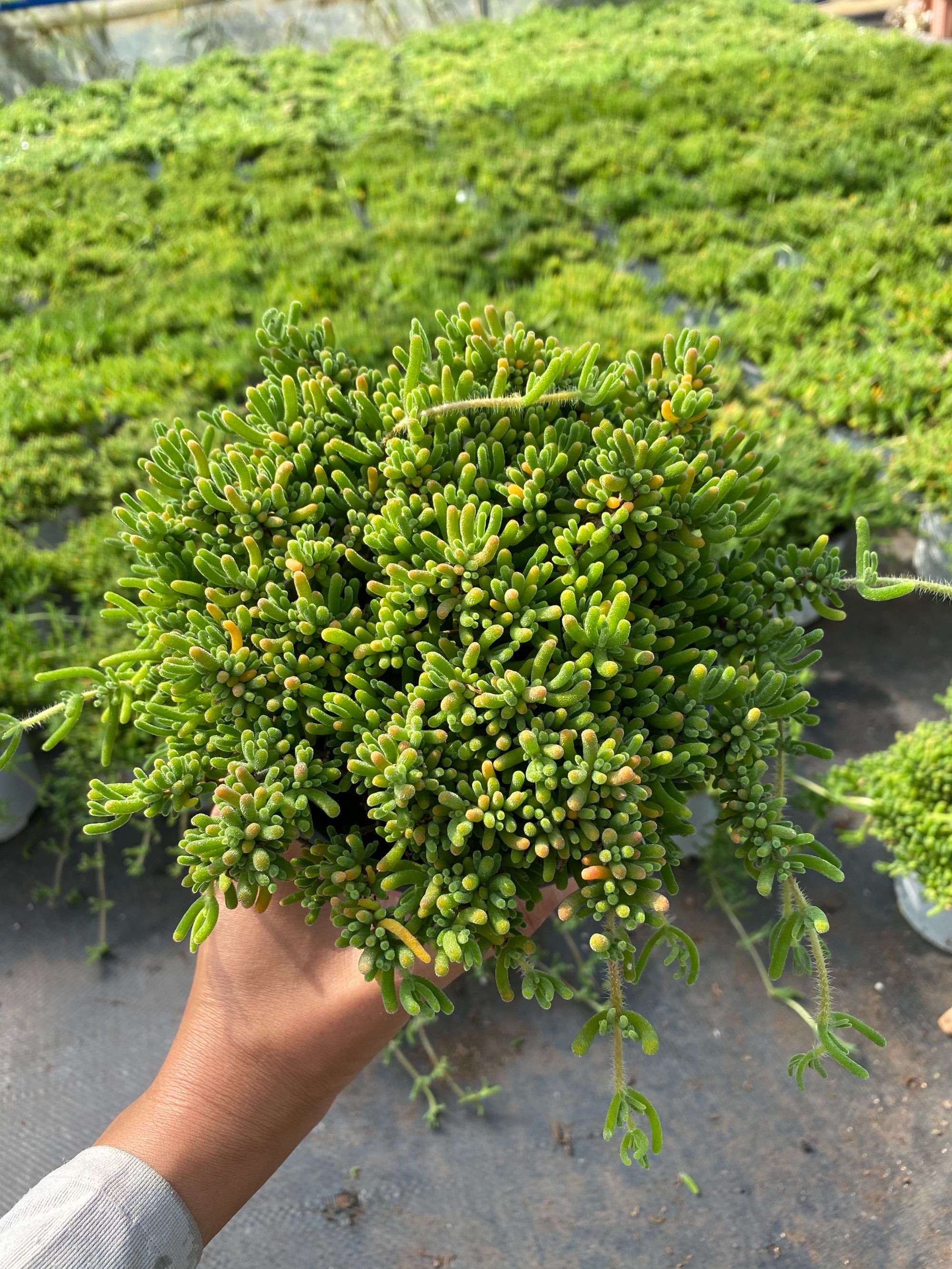 枝干番杏 带盆土 室内室外可养好养爆盆飘枝吊篮多肉植物净化