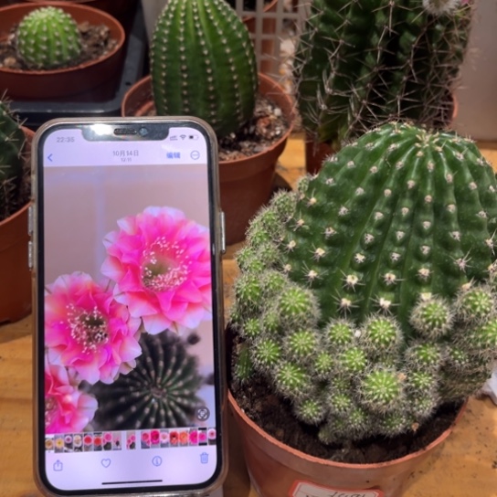 露露金刚复色柱子带仔