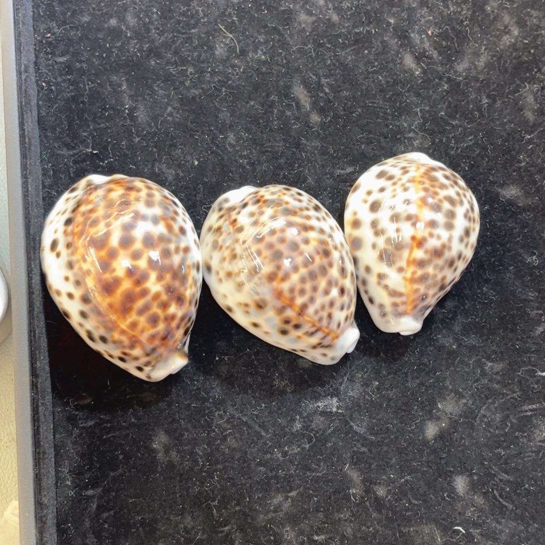 A***梦天然海螺标本福利