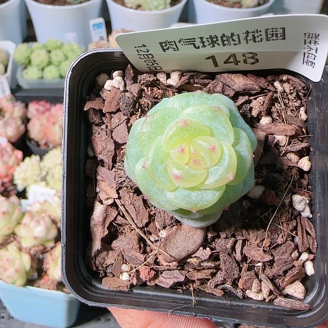 1205-148多肉群生不包整