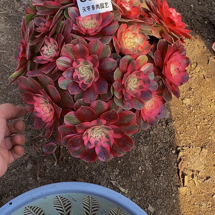 多肉植物荔枝372多肉