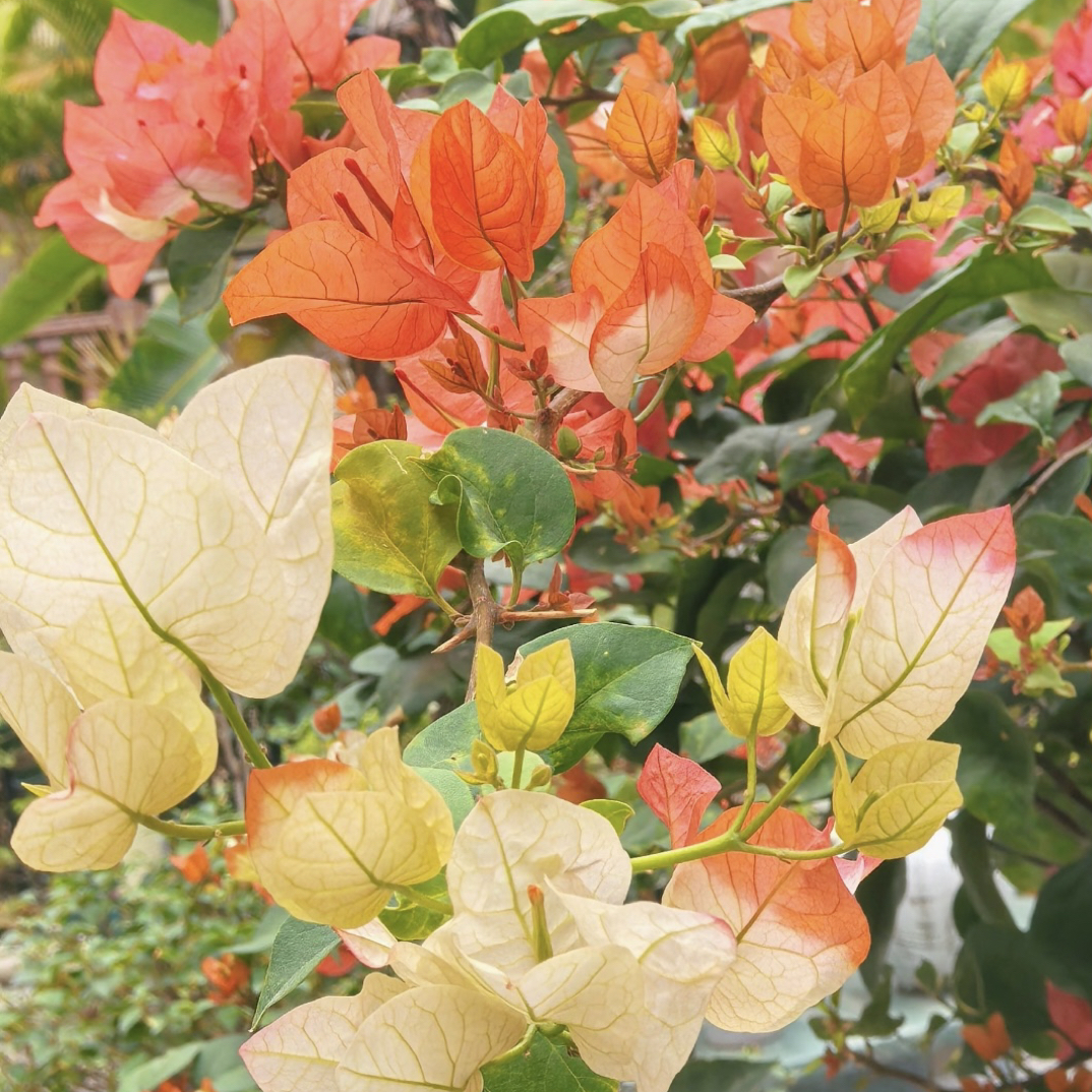 【橙口红】四季勤花花色百变三角梅基地直邮