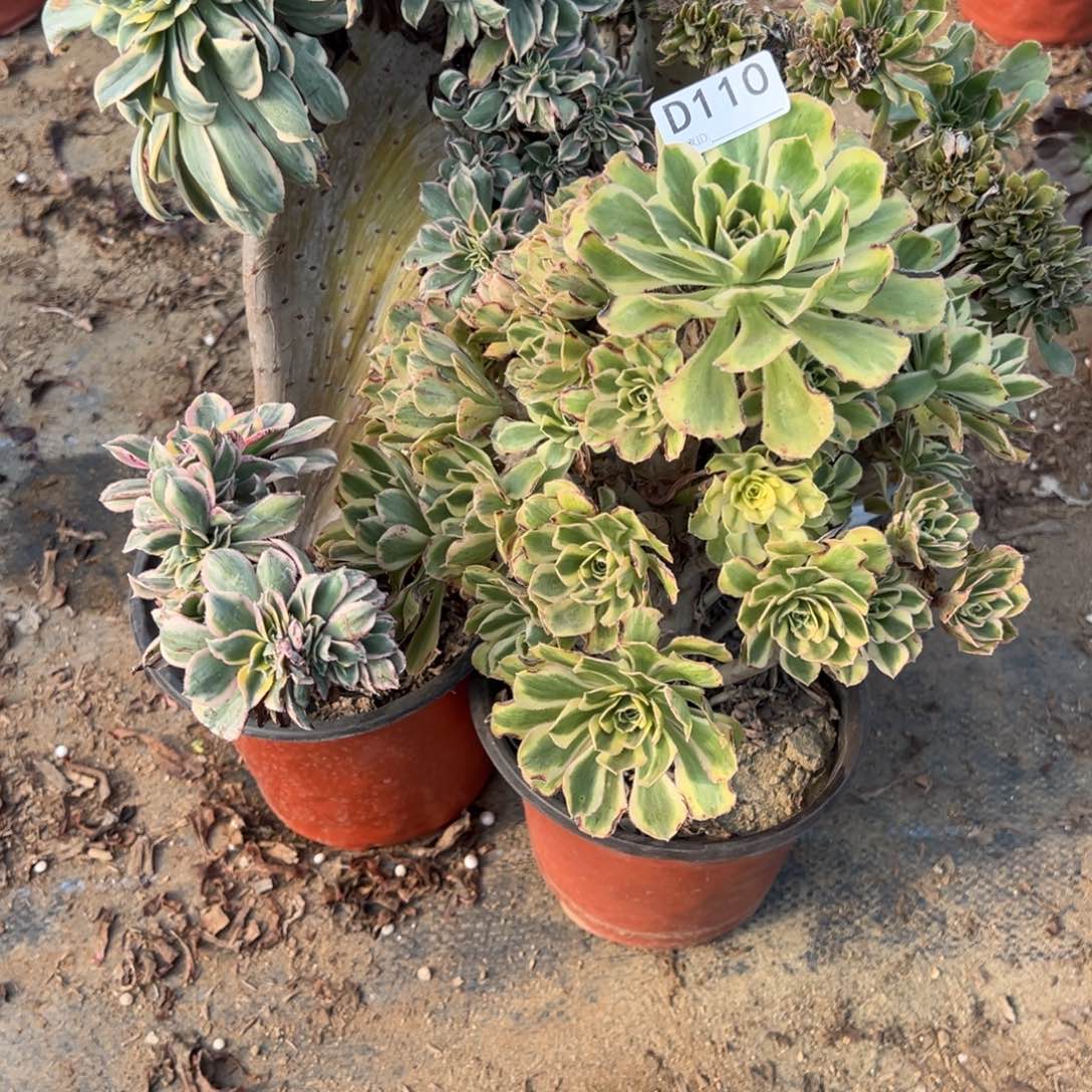 110三颗组合多肉植物法师