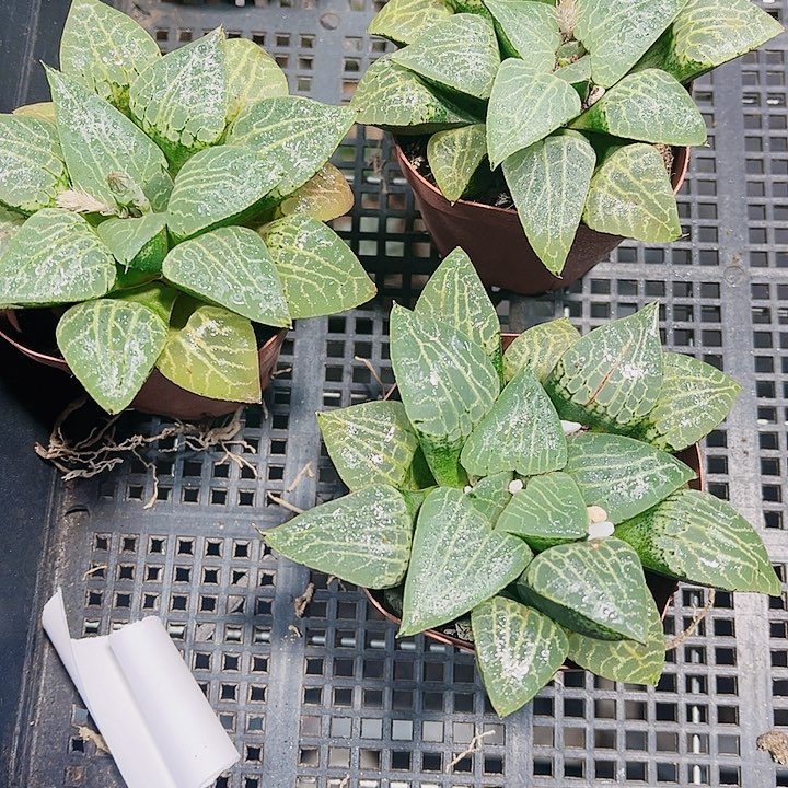 水晶康平新手好养