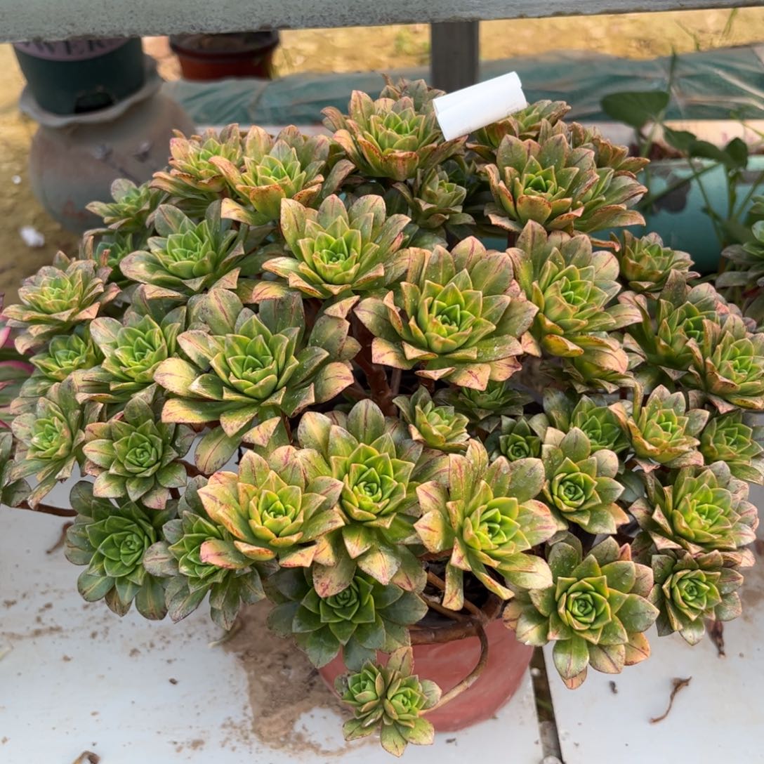 731花茶多肉植物法师