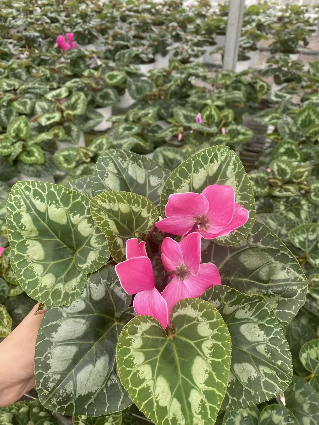 花购   仙客来  (哈里奥HD火焰纹）混发   140盆