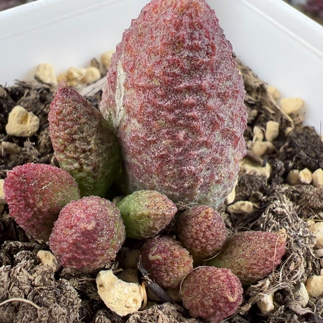 实生底叶苗有疤特价多肉植物水泡