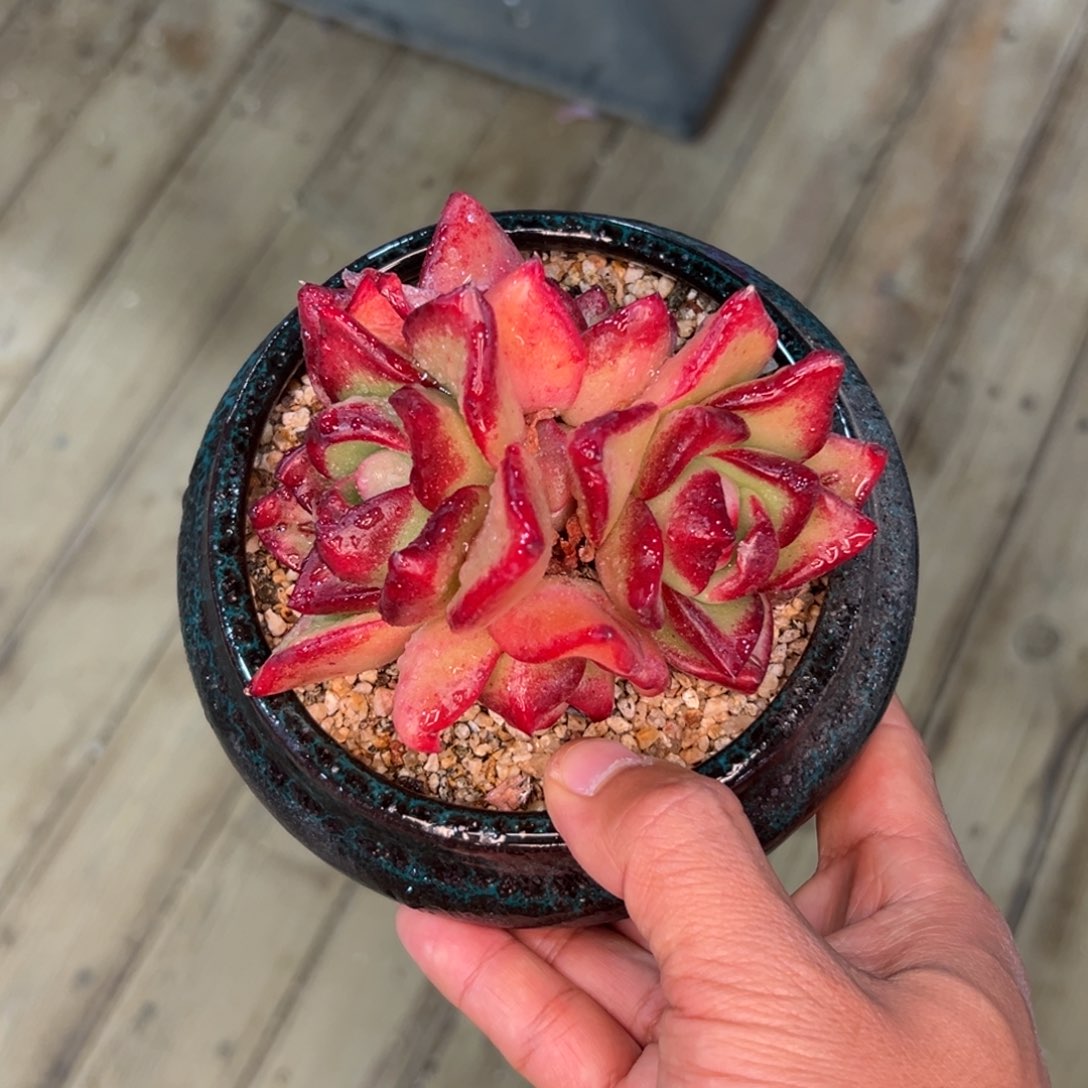 多肉一物一拍0210-绿钻宝石绝版