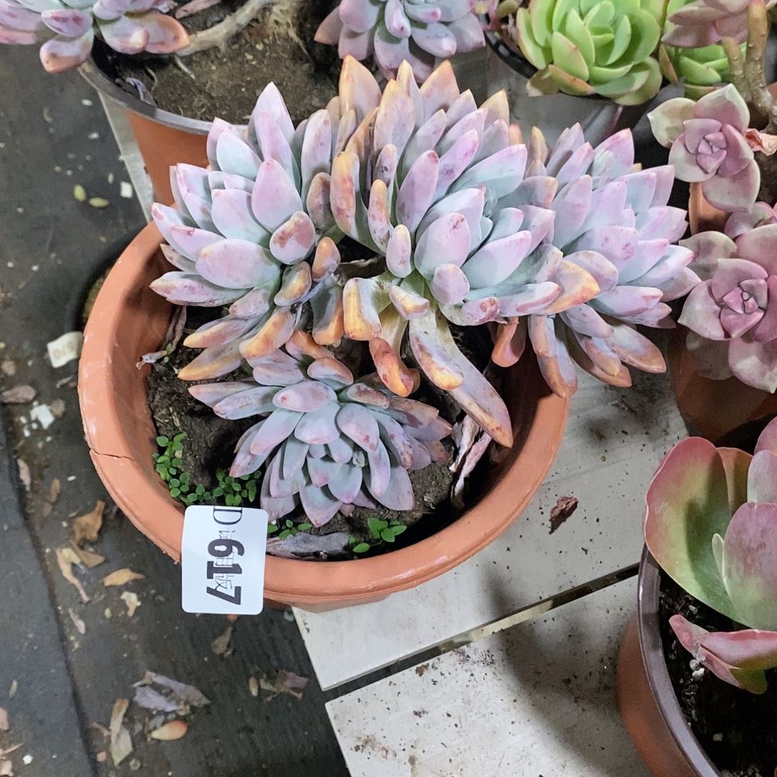 一***界617奥普多肉植物