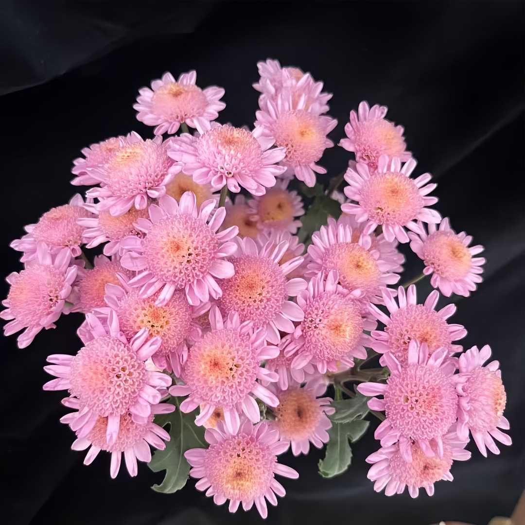 【粉太阳】多头鲜花小菊云南昆明基地直发精品鲜家庭水养插花