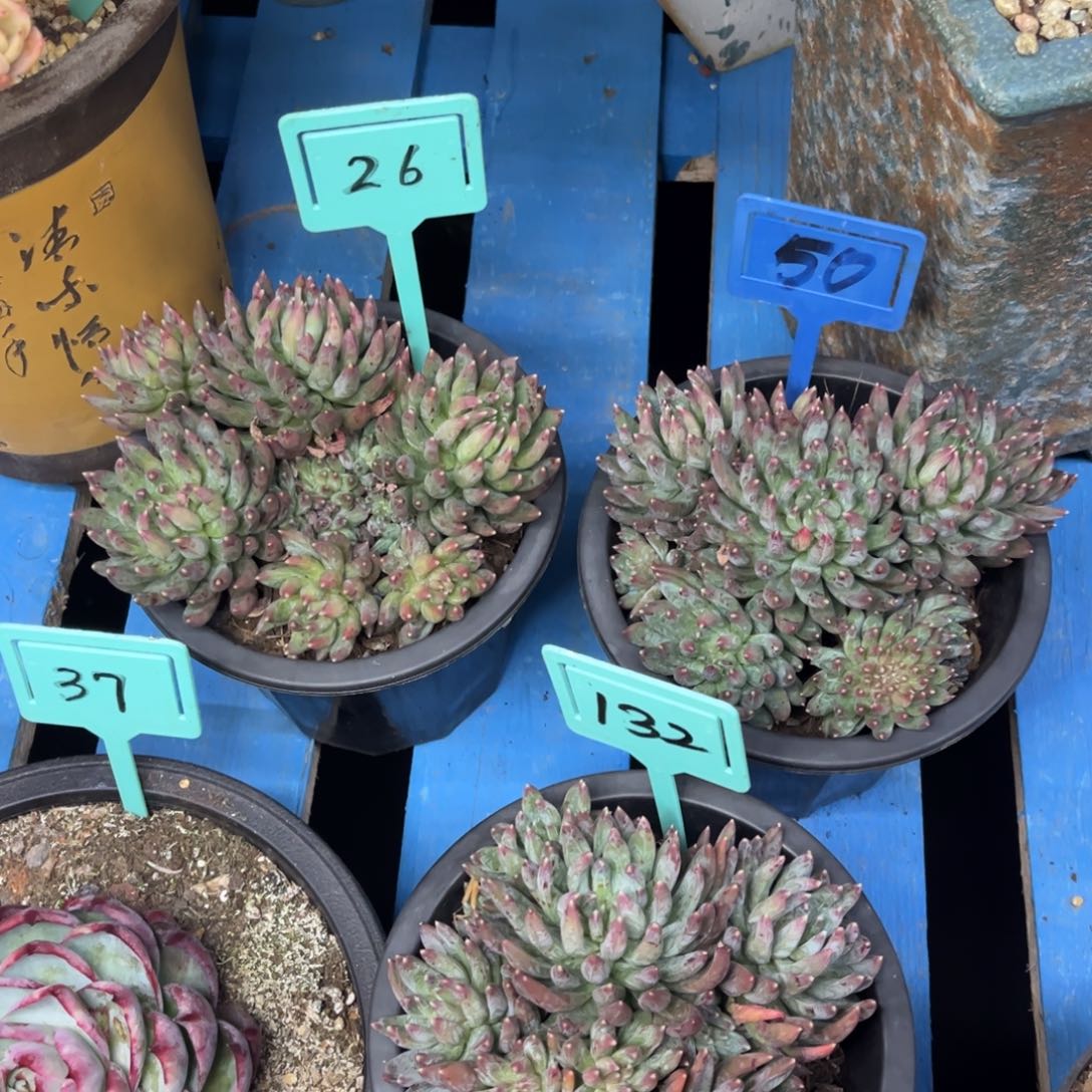 小雨多肉一物一拍炫彩星