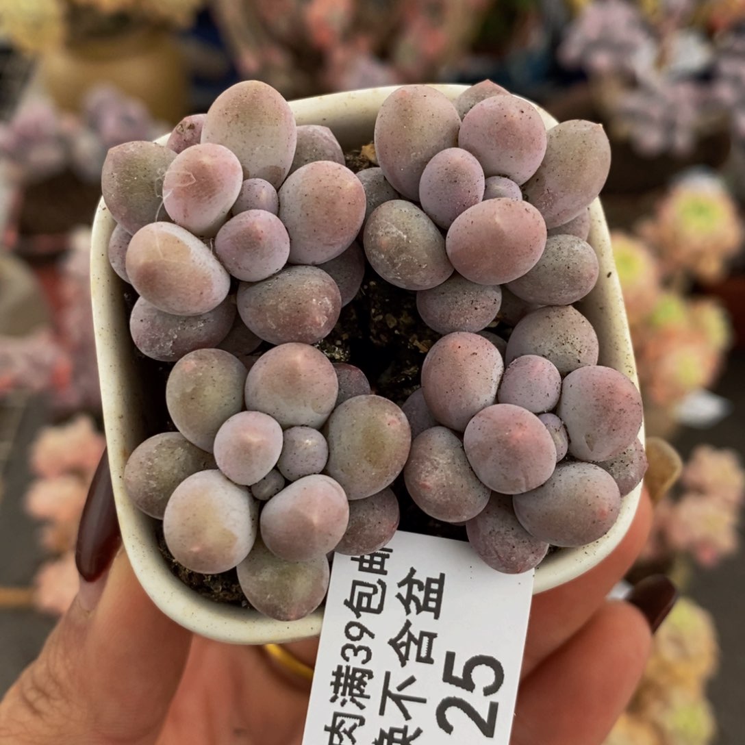 粉红泡泡125/1.3c m