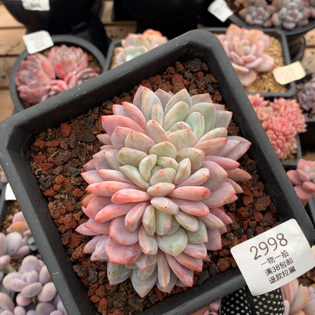 12.5厘米橙梦露朵朵2998