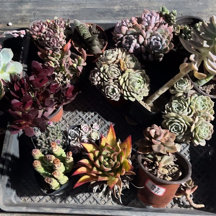 拼盘009混装群包邮