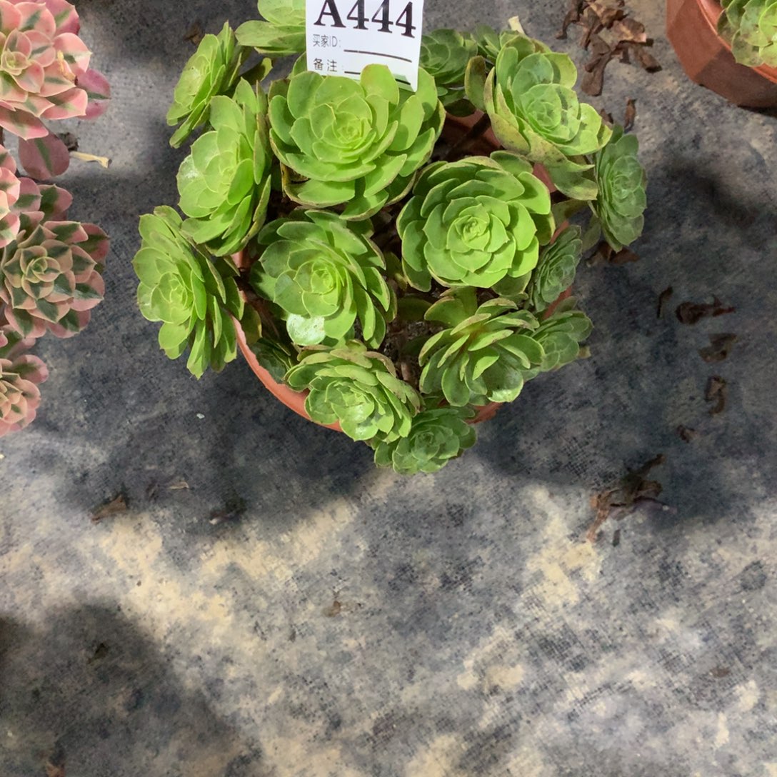 万圣节444法师多肉植物200000000