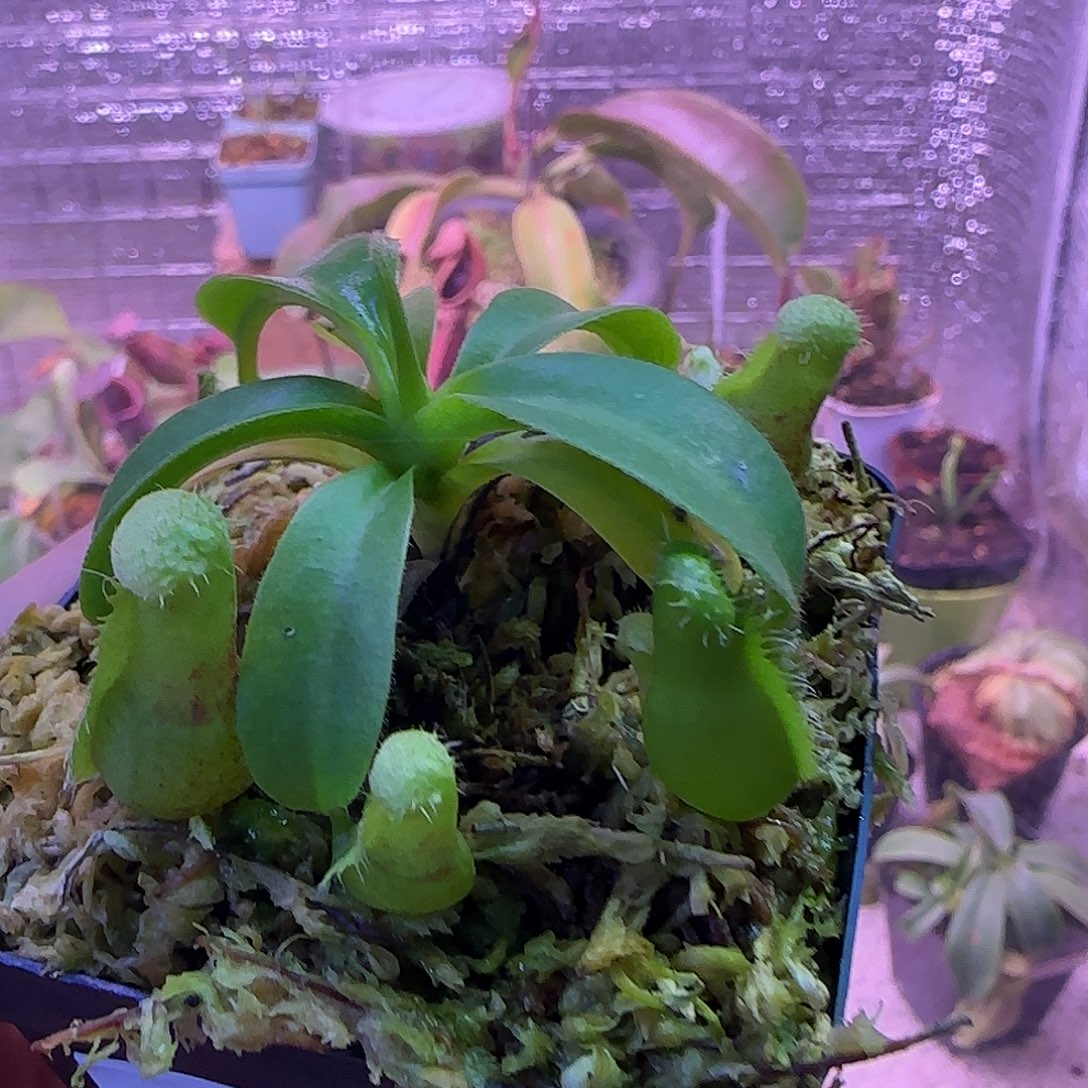 无花朵专拍猪笼草