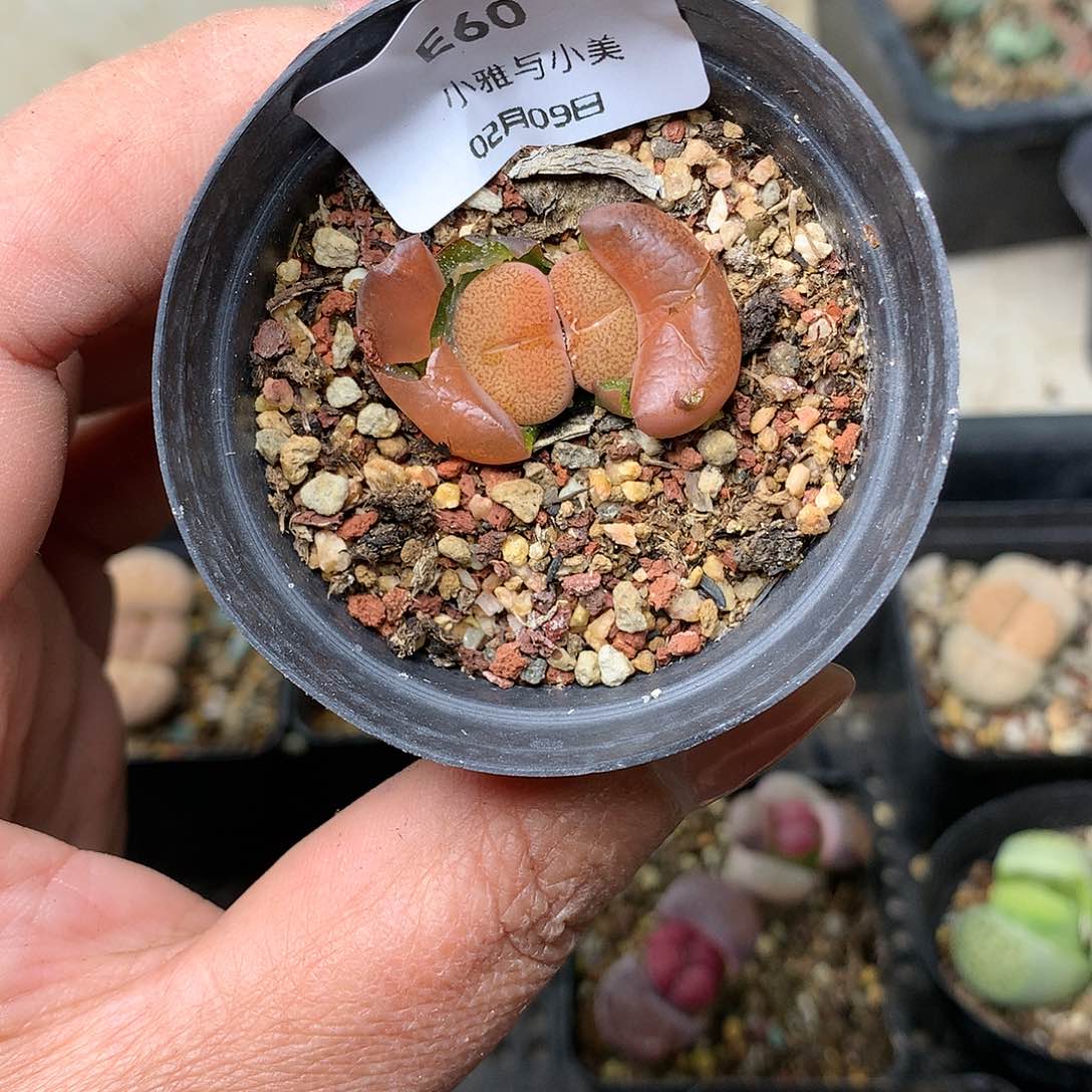 E60多肉植物保护研究所