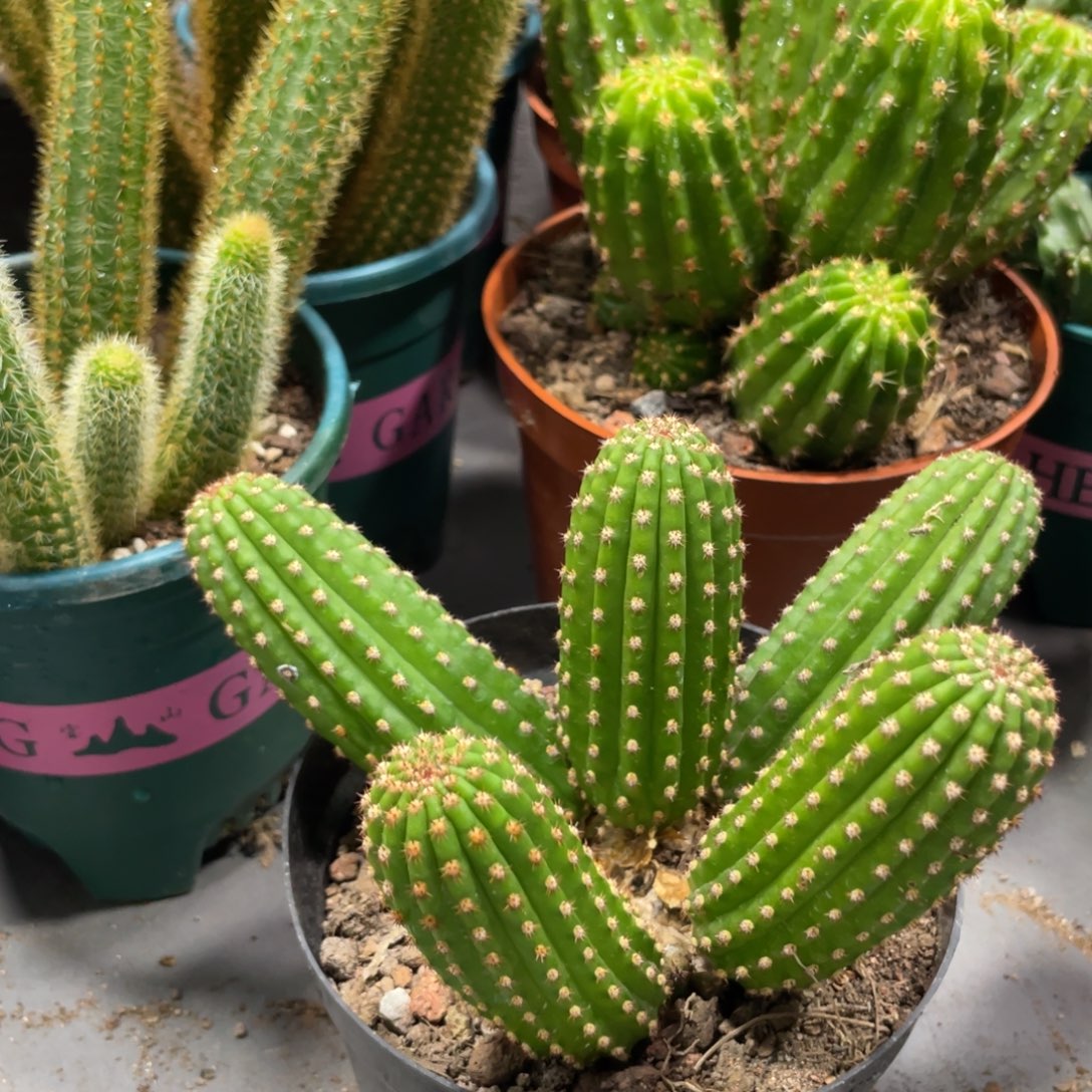 新品金4群生一物一拍4