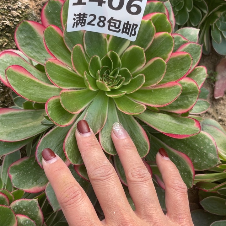 1406夜宴多肉二号棚O