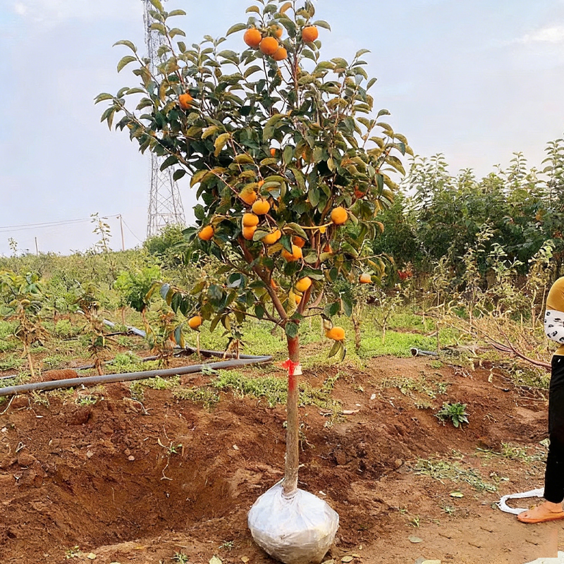 【一物一拍 】柿子树果苗庭院果树盆栽地栽火晶脆甜柿子树