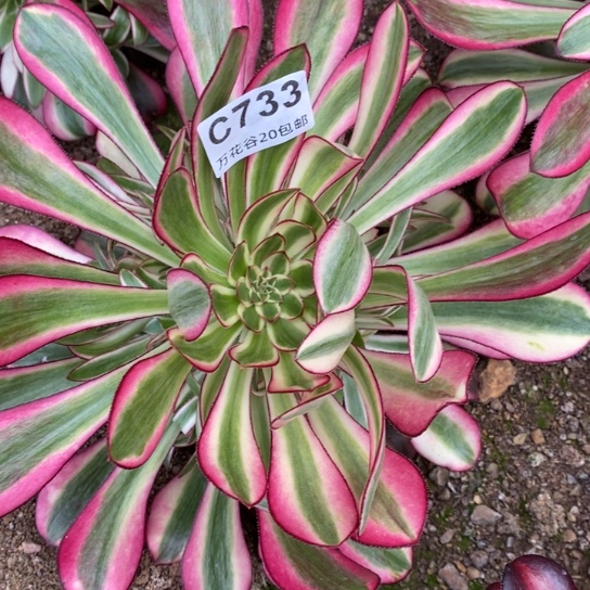 733冰激淋多肉植物