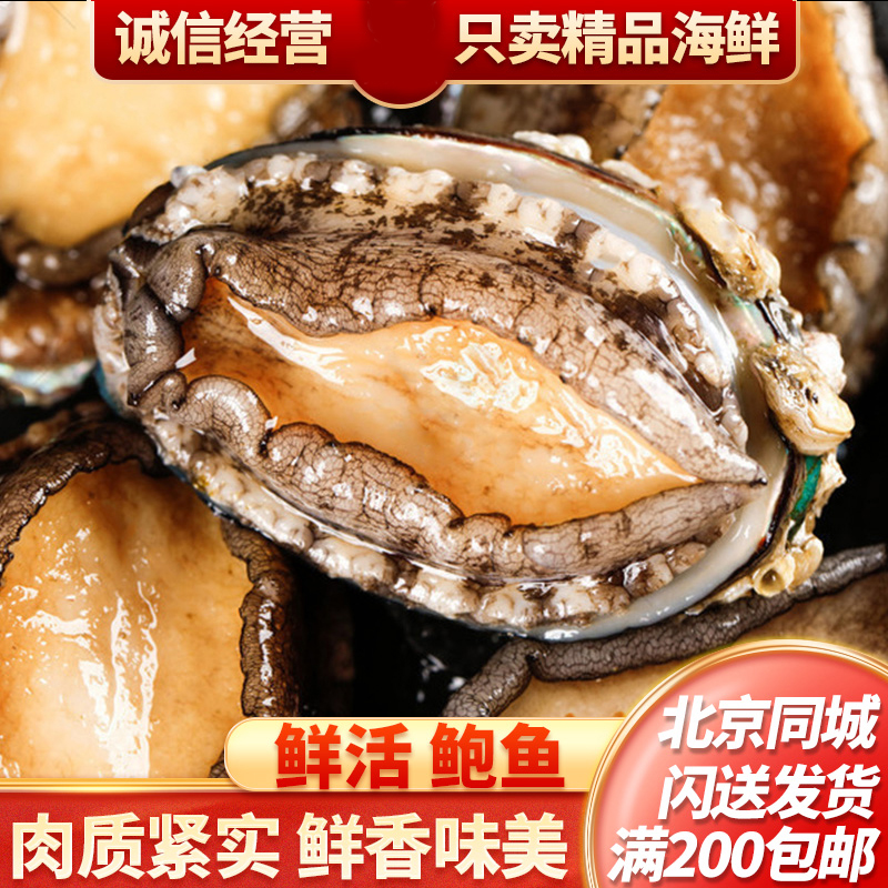 鲜活鲍鱼单只大小可选