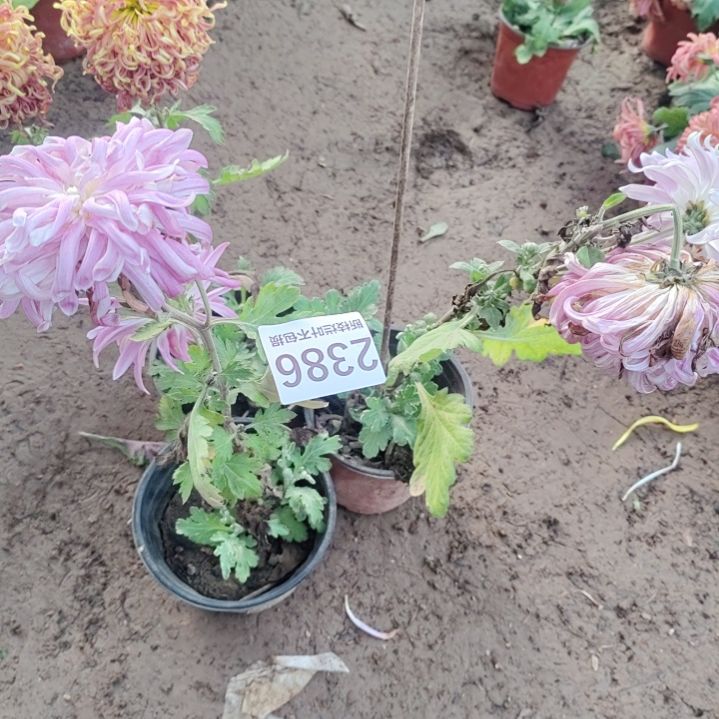 完全开放无售后土球发货老根剪花发货一物一拍2386