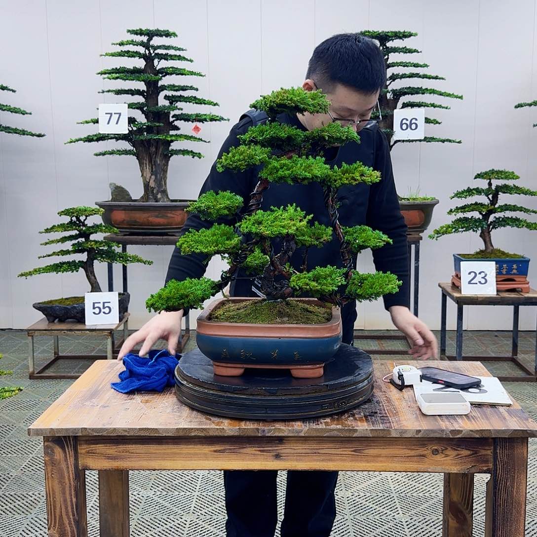 盆景柏树造型盆景