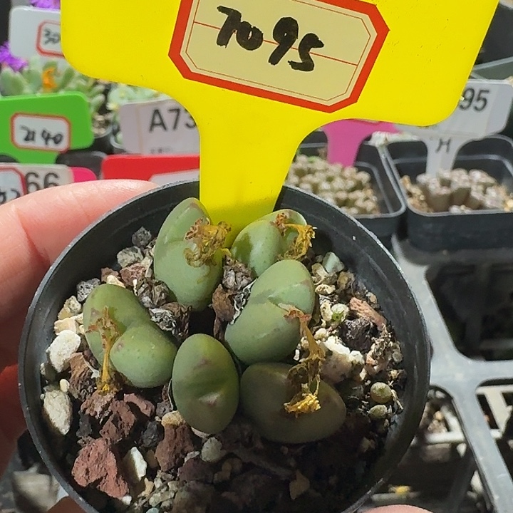 密密麻麻密密麻麻7095