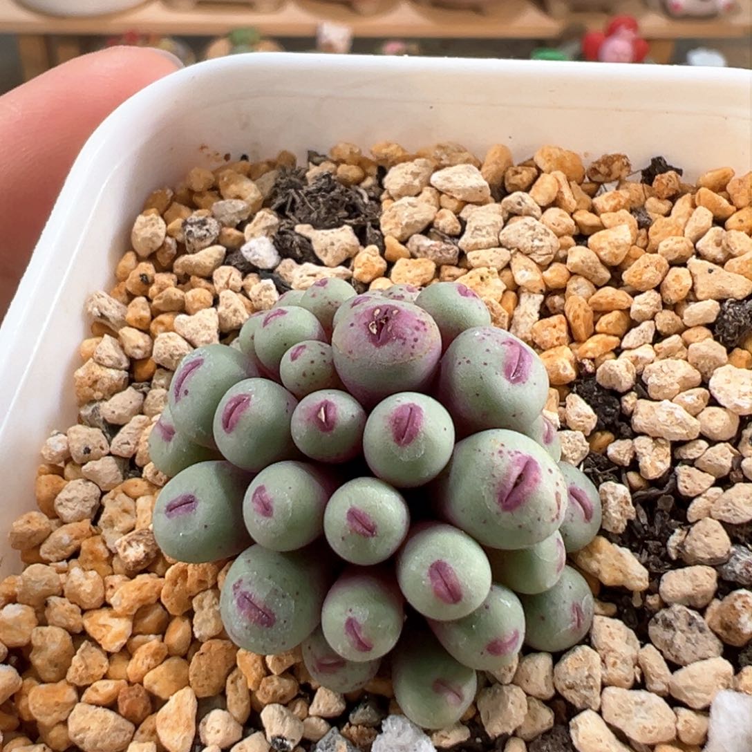 多肉植物63号红嘴群生