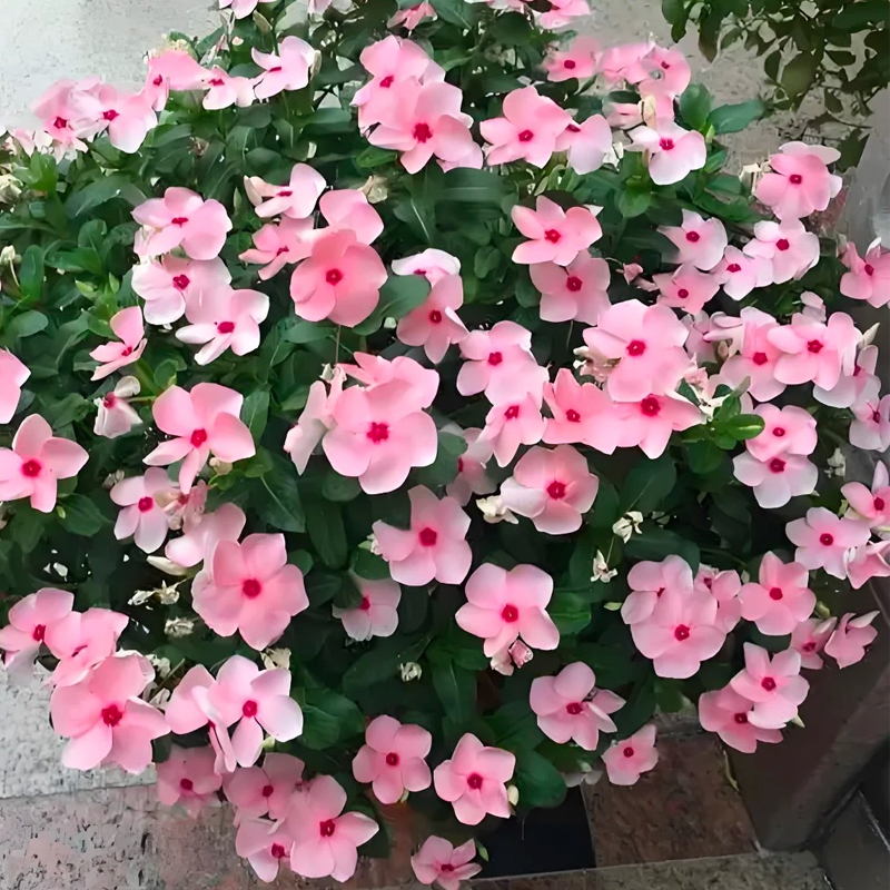 箐禾【天天开长春花】多年生花卉盆栽阳台庭院基地直发