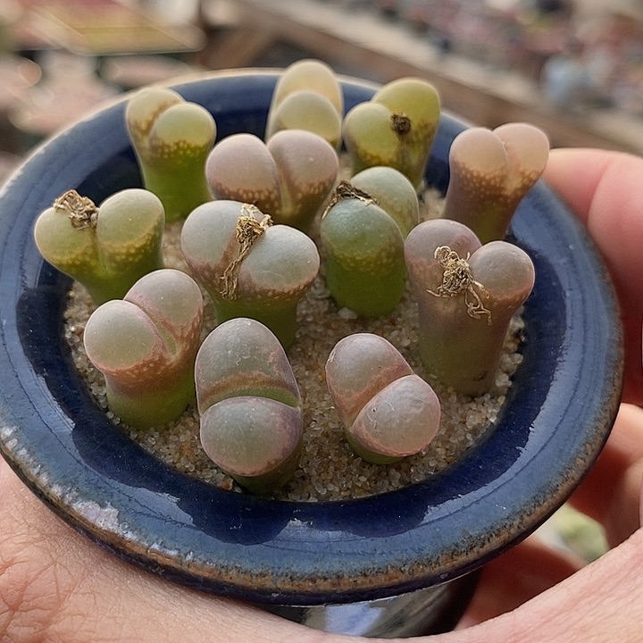 26518风铃样本一盆