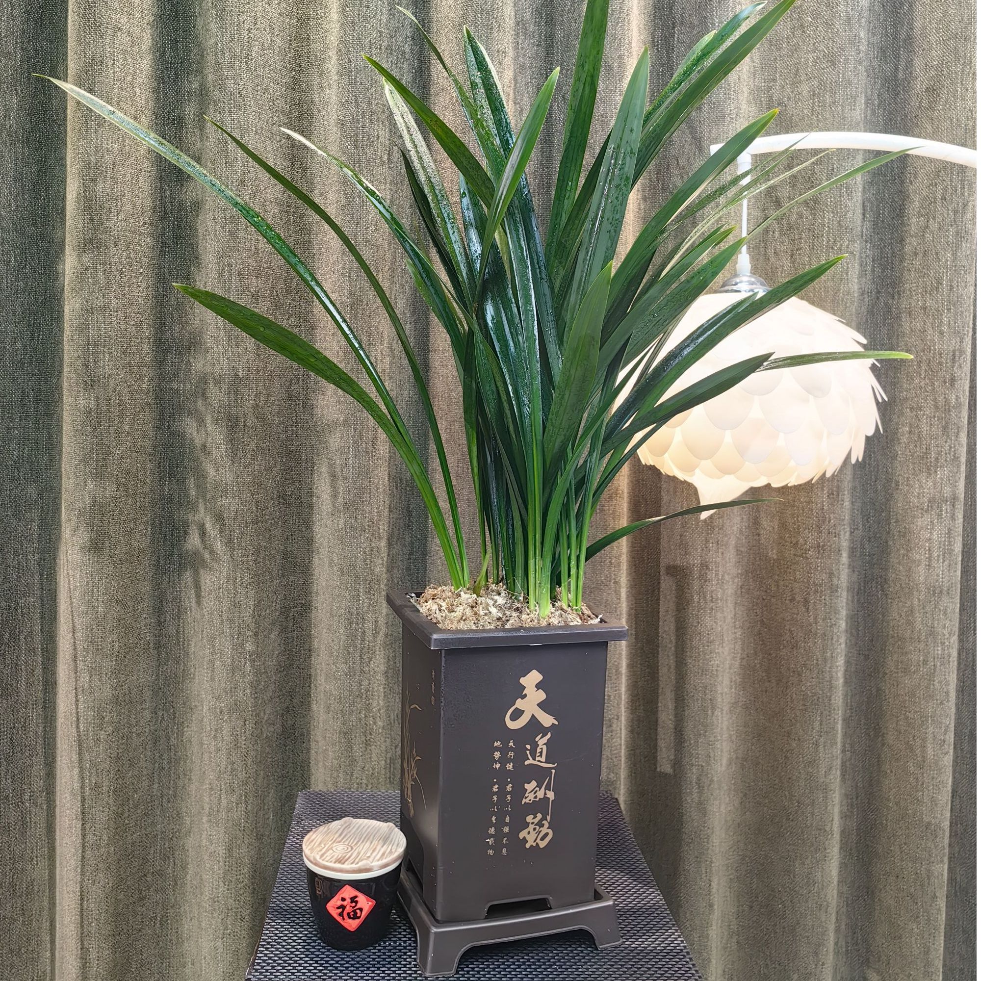 【子铃专属】墨兰醉红颜盆栽室内花卉四季常青基地直发