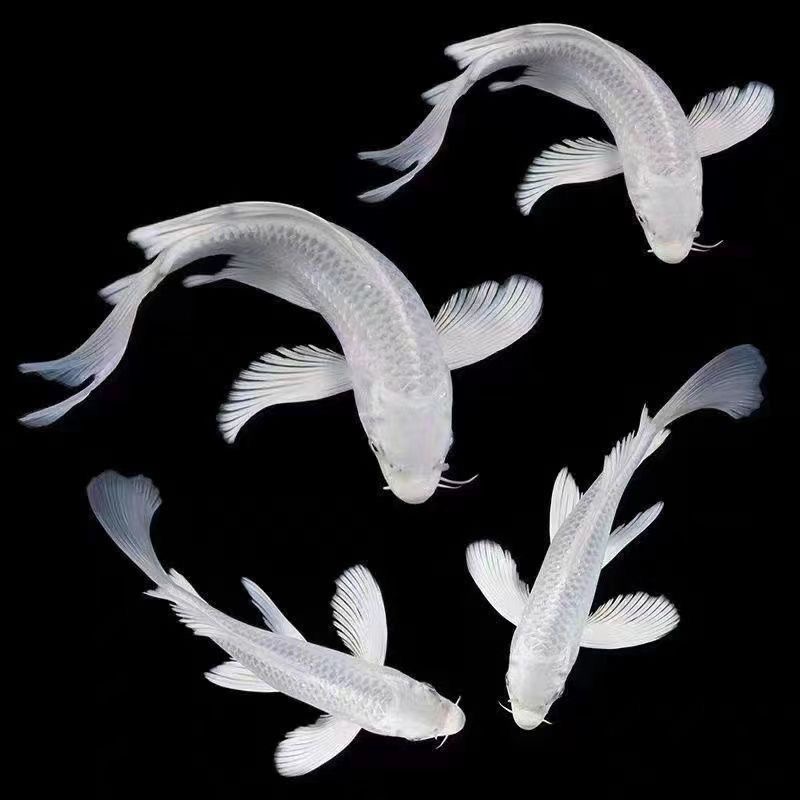 普身锦鲤福利单包邮