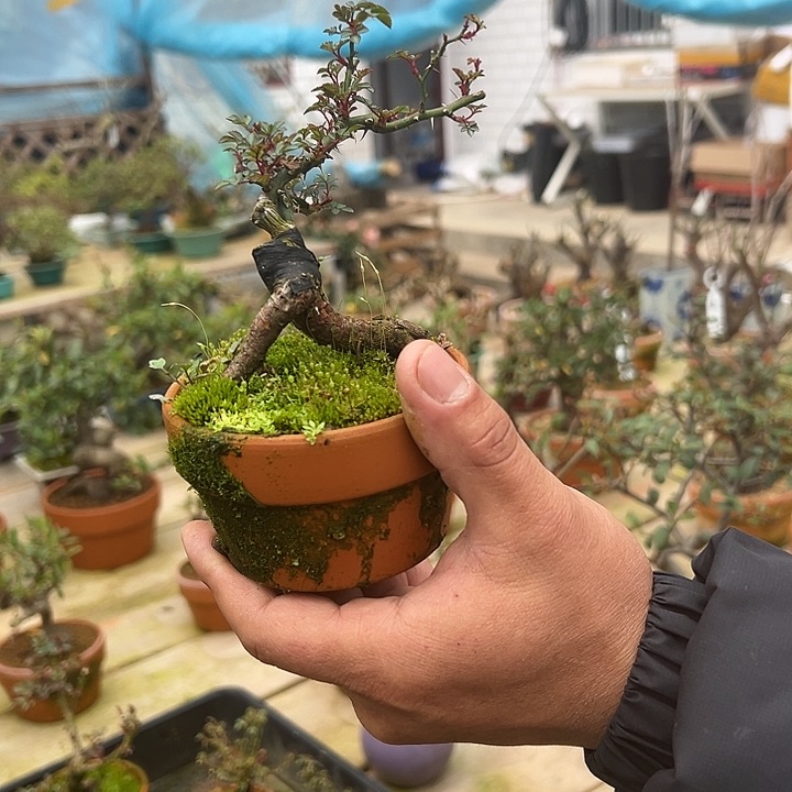 陶盆茶台摆放小品月季