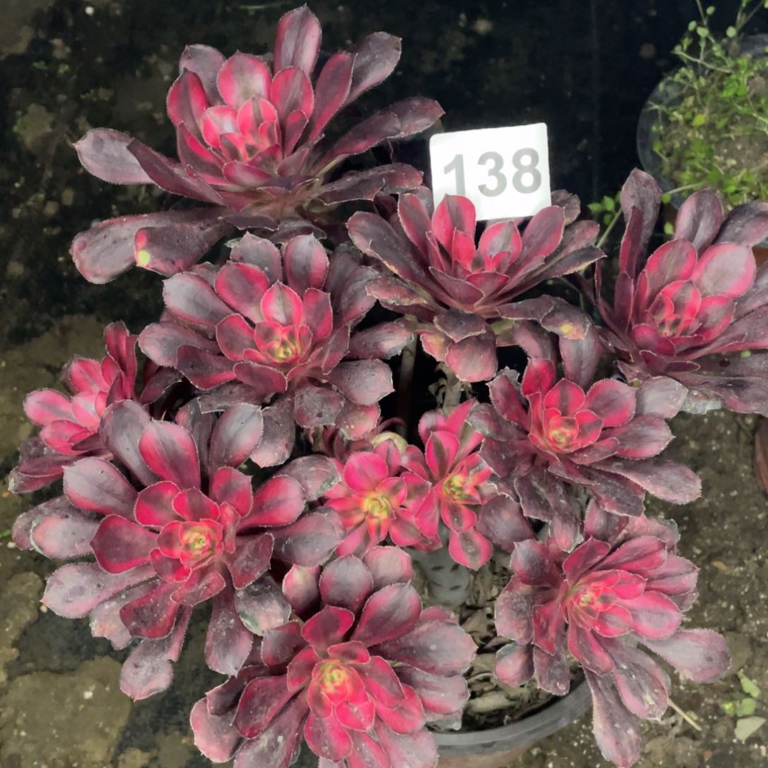 138号香奈儿有砍过头