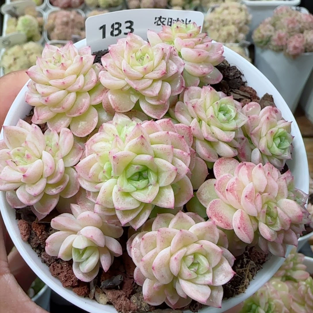 【闪购商品】0224-183（ttp-7）专拍