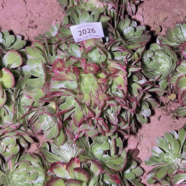 2026万花筒多肉植物