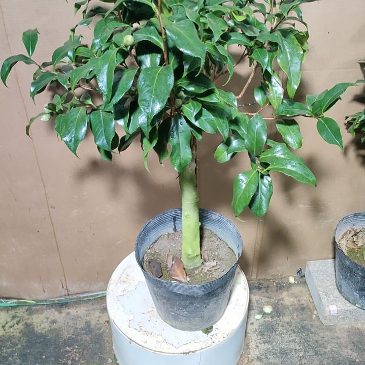 753黑龙，原盆原土发货，不包邮