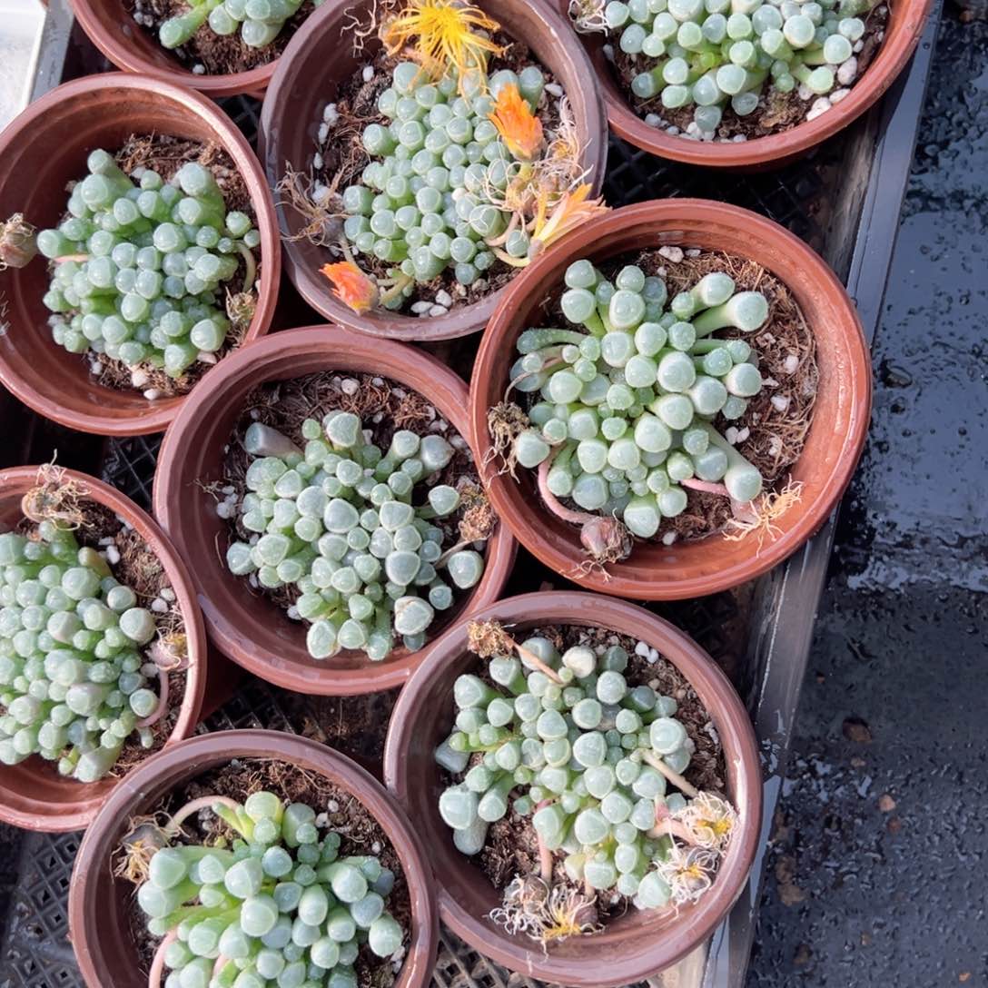 五十玲玉多肉植物一颗多肉