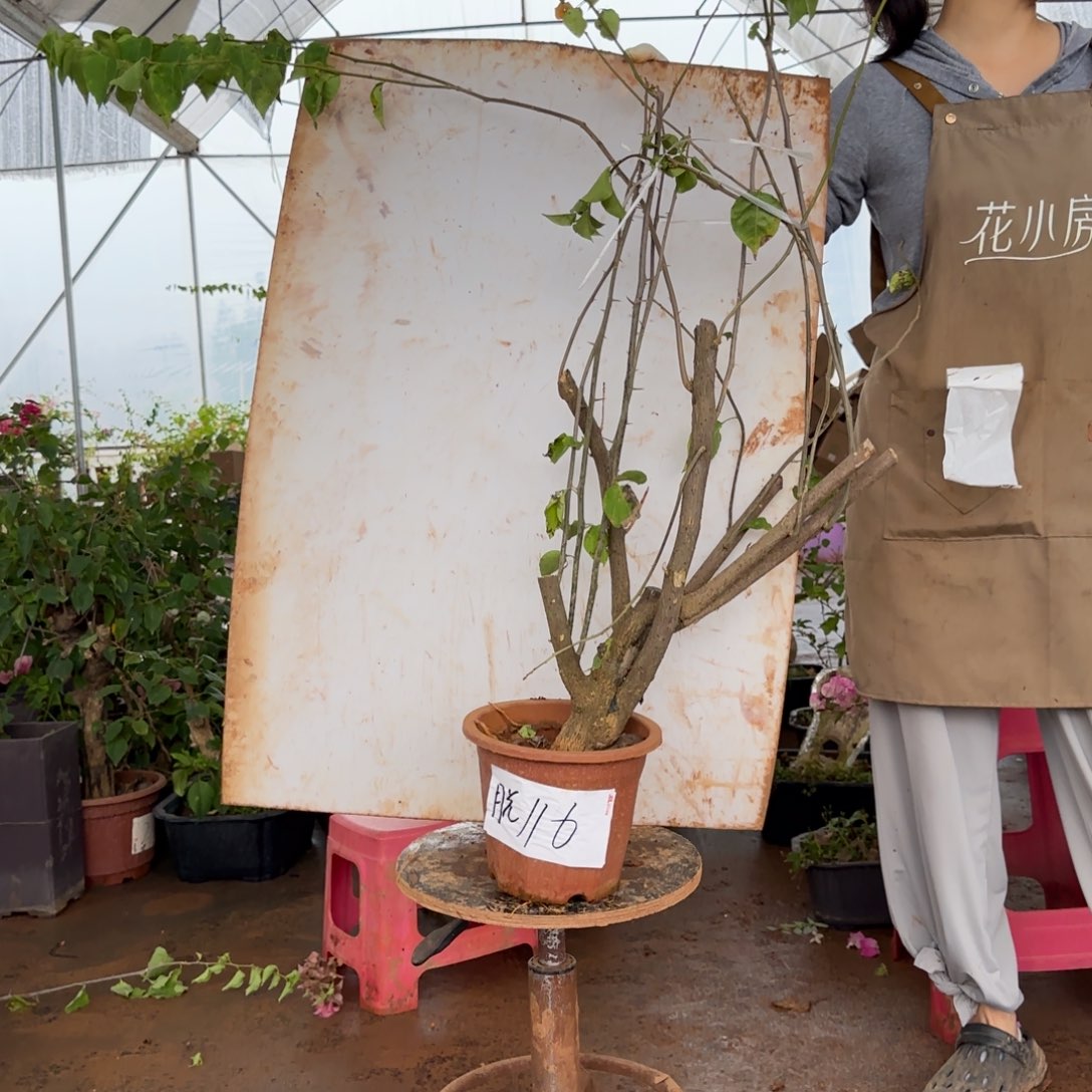 大部分花苞少量开放柠檬黄 116